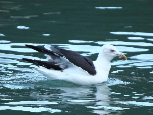 AVES NATURALMENTE- BIRDS NATURALLY