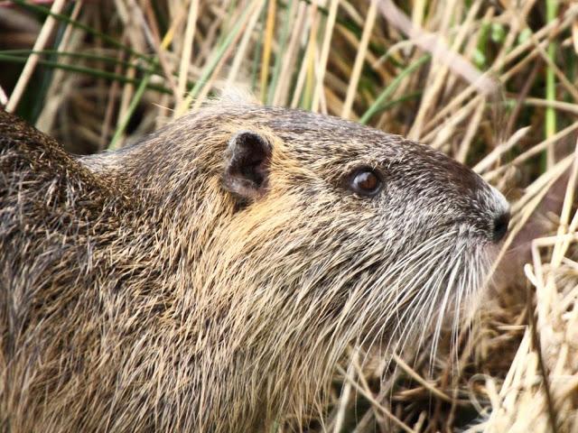 AVES NATURALMENTE- BIRDS NATURALLY