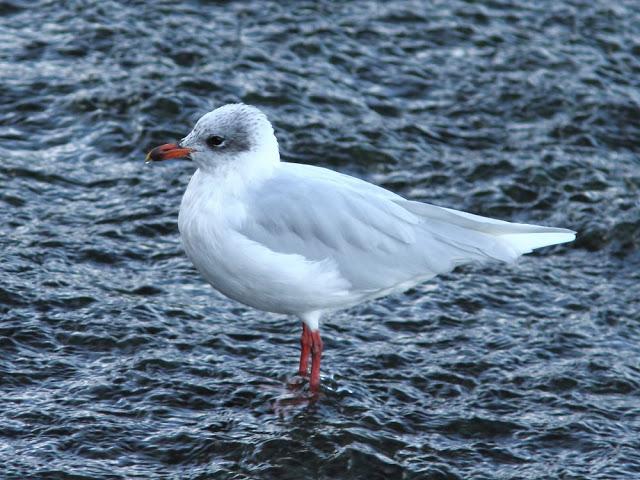 AVES NATURALMENTE- BIRDS NATURALLY