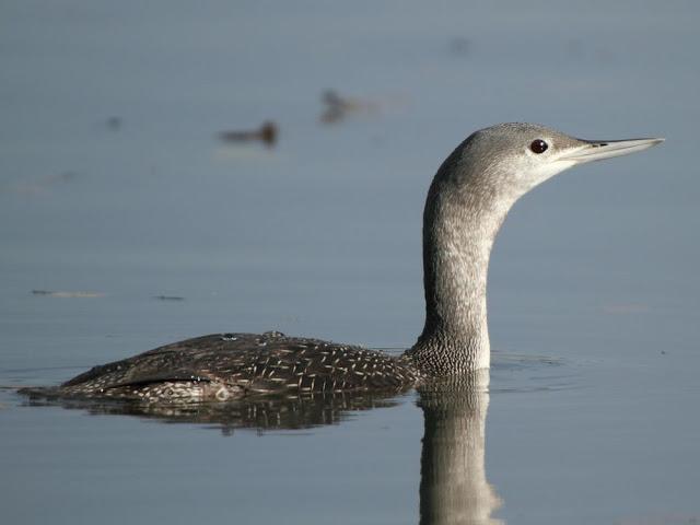 AVES NATURALMENTE- BIRDS NATURALLY