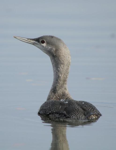 AVES NATURALMENTE- BIRDS NATURALLY