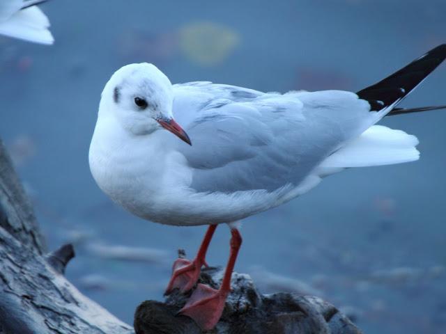 AVES NATURALMENTE- BIRDS NATURALLY