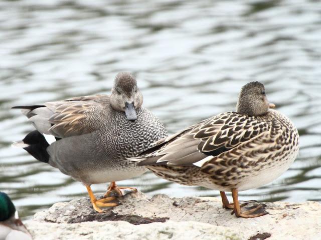 AVES NATURALMENTE- BIRDS NATURALLY