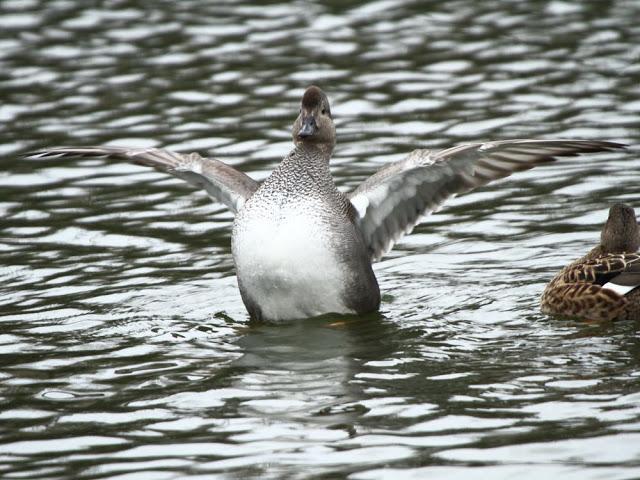 AVES NATURALMENTE- BIRDS NATURALLY