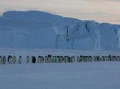 última marcha pingüinos emperador