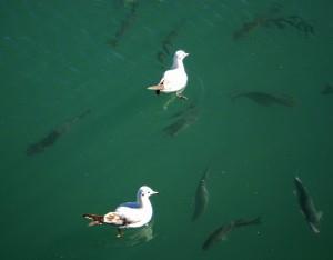 2013: ¿Mi tercera vida? (y III) (Barcelona, octubre 2012) 2013: ¿MI TERCERA VIDA? (y III)