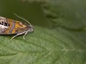 Olethreutes arcuella