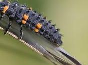 Coccinella septempunctata (Mariquita siete puntos)