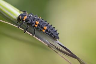 Para ampliar Coccinella septempunctata (Mariquita de siete puntos) hacer clic