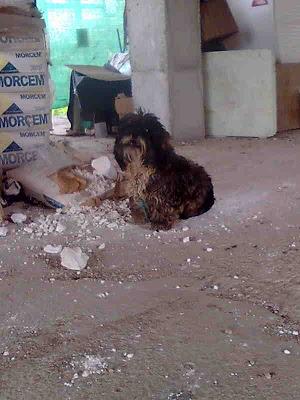 PERRITA PEQUEÑA Y PELUCHITA,  ABANDONADA EN OBRA, SUCIA Y LLENA DE NUDOS. (SEVILLA)