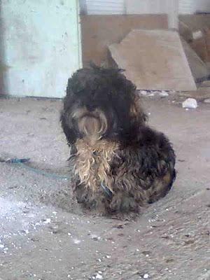 PERRITA PEQUEÑA Y PELUCHITA,  ABANDONADA EN OBRA, SUCIA Y LLENA DE NUDOS. (SEVILLA)