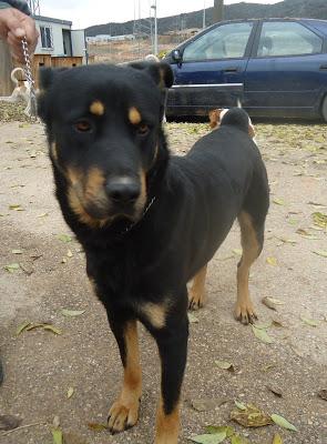 MUY URGENTE!! FRODO NECESITA UNA FAMILIA, CRUCE DE ROTTWAILLER, LLEVA MUCHO TIEMPO EN LA PERRERA.