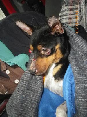 Ratoncito, bodeguero y su raza, AYUDA PARA ÉL (Sevilla)‏