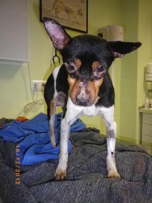 Ratoncito, bodeguero y su raza, AYUDA PARA ÉL (Sevilla)‏