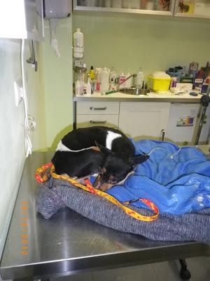 Ratoncito, bodeguero y su raza, AYUDA PARA ÉL (Sevilla)‏