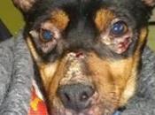 Ratoncito, bodeguero raza, AYUDA PARA (Sevilla)‏