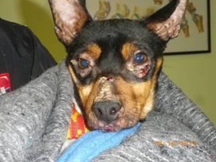 Ratoncito, bodeguero y su raza, AYUDA PARA ÉL (Sevilla)‏