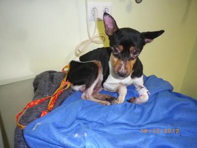 Ratoncito, bodeguero y su raza, AYUDA PARA ÉL (Sevilla)‏