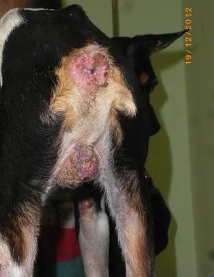 Ratoncito, bodeguero y su raza, AYUDA PARA ÉL (Sevilla)‏