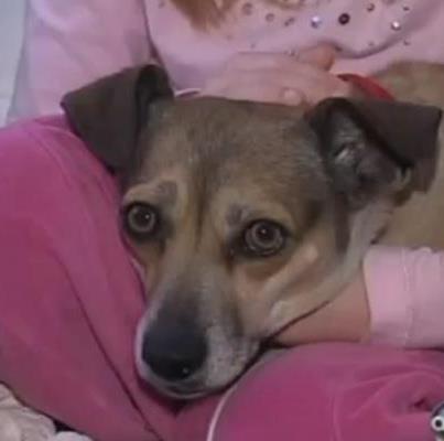 Foto: Perrito recien adoptado salva la vida a su familia humana   Tonya Ostrander quería un perro para acompañar a su hija ciega, así que después de conocer a Snowy en el centro “Humane Society” de Utah (EEUU) se lo llevó a su casa para tenerlo acogido unos días. Chahela y Snowy se cayeron muy bien nada más conocerse pero lo que realmente selló su vínculo de amistad fue cuando el perro alertó a la familia de un escape de gas en la casa.  Eran alrededor de las 2:30 de la madrugada cuando Tonya y su hija fueron despertadas por los ladridos de Snowy. Ambos se dieron cuenta rápidamente de que algo iba mal ya que ambos sentían los mismos síntomas de malestar. Una vez que fueron al hospital les comunicaron que tenían una intoxicación por monóxido de carbono y si no los hubieran avisado a tiempo habría sido fatal.  perro salva familia escape de gas  perro snowy salva familia escape monoxido carbono  “Sé que Snowy nos salvó la vida”. “Probablemente nunca habríamos despertado si no hubiera empezado a ladrar para alertarnos de que algo estaba realmente mal”, comentaba Ostrander.  El pequeño Chihuahua de 4 años de edad es un héroe para la familia y parece que les quería devolver el favor. Ostrander estaba convencida de que Snowy tenía que permanecer en sus vidas. “Después de lo que hizo fuimos el 14 de diciembre y lo adoptamos definitivamente“, comentaba Ostrander.  El perro había llegado a Utah después de haber sido rescatado por un refugio en Los Ángeles. Ahora está bien y esta Navidad va a tener un lugar llamado hogar y una familia con la que poder estar y disfrutar. http://www.schnauzi.com/snowy-perro-acogido-salva-vida-familia-durante-escape-de-gas-casa/