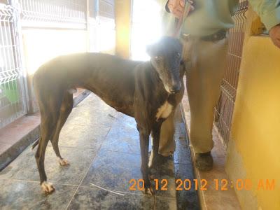 GALGOS ATADOS EN LA AUTOVÍA..AYUDA!!