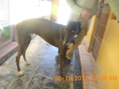 GALGOS ATADOS EN LA AUTOVÍA..AYUDA!!