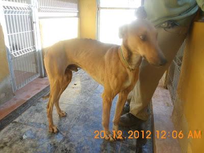 GALGOS ATADOS EN LA AUTOVÍA..AYUDA!!
