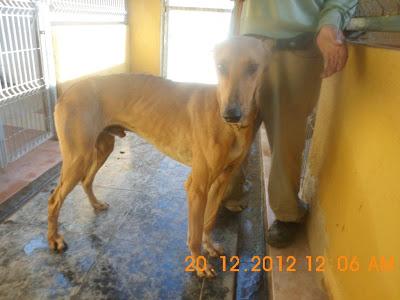 GALGOS ATADOS EN LA AUTOVÍA..AYUDA!!