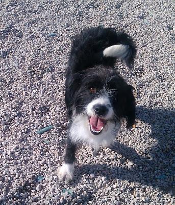 LUNA, ENCONTRADA EN UNA CUNETA DE MURCIA en adopción.