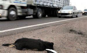 La Policía Local deja morir a una perra atropellada en una carretera.