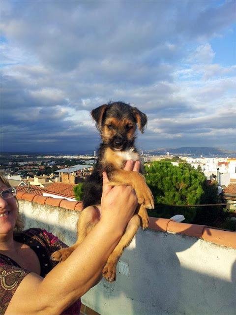 PEPO, LO ADOPTARON HACE 2 SEMANAS Y LO TRATAN A GUANTAZOS...MUY URGENTE ADOPCIÓN!!