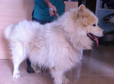 SAMOYEDO MACHO DE 6 AÑOS LO SACRIFICAN EL LUNES 24- ESTA EN LA JAULA DE UN VETERINARIO.