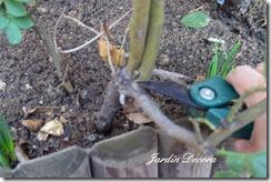 Tareas de Invierno para el jardín