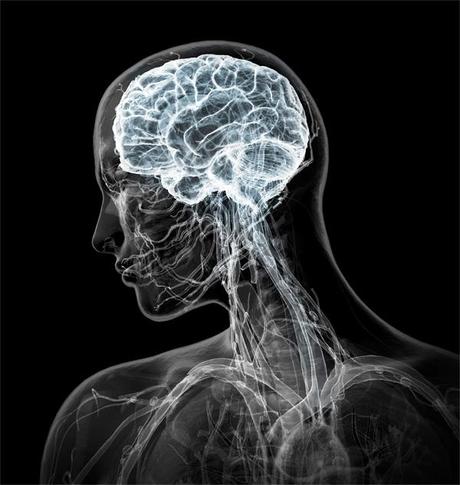 Sabias que tu cerebro organiza los conceptos de manera continua ? – CURIOSIDADES cerebro