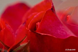 Roses... Moses... Suposes...