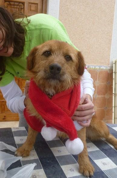 Luis, llega la navidad y nadie pregunta por él. (Murcia)