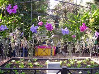Jardín botánico de Valencia
