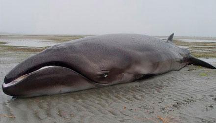 Encuentra una ballena Pigmea, la cual dieron por extinguida hace millones de años