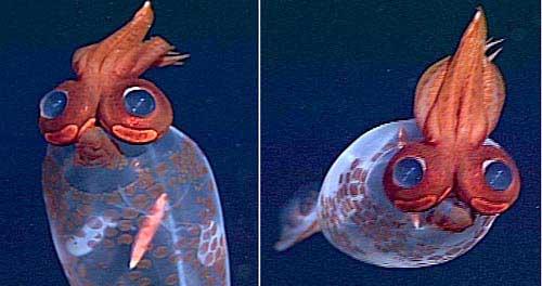 calamar Taonius borealis