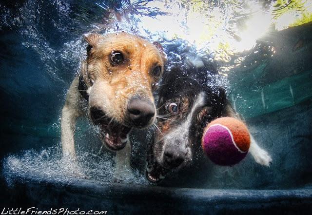Perros bajo el agua; Ruff Water
