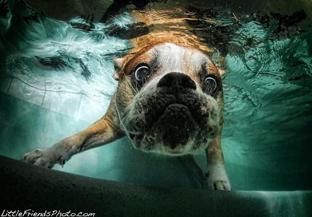 Perros bajo el agua; Ruff Water