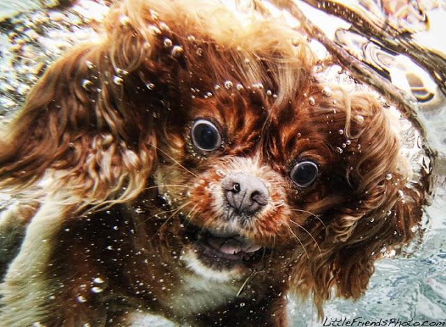 Perros bajo el agua; Ruff Water