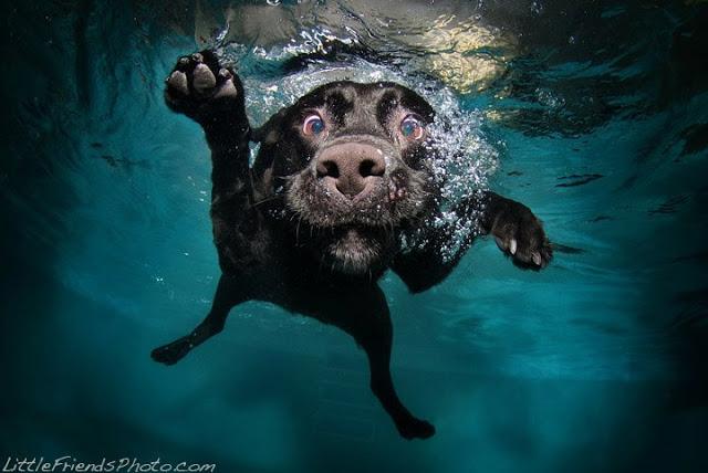 Perros bajo el agua; Ruff Water
