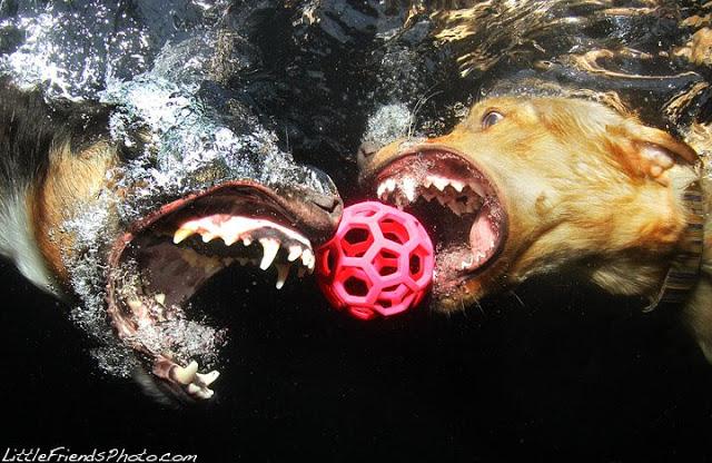 Perros bajo el agua; Ruff Water