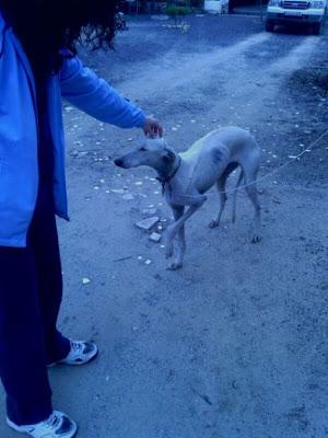 GALGA HERIDA EN LA CALLE, está en muy mal estado. AYUDA!! Lebrija (Andalucía)