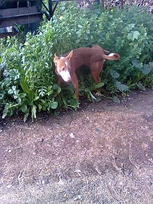 PODENCO ABANDONADO EN UN PUEBLO DE SEVILLA.