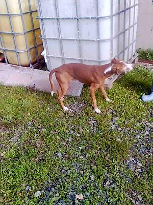 PODENCO ABANDONADO EN UN PUEBLO DE SEVILLA.