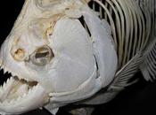 Megapiranha paranensis, mordida fuerte Tyrannosaurus