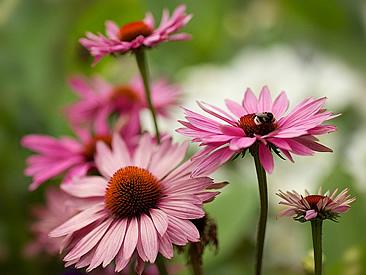 Echinacea - Echinacea purpurea