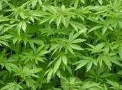 Marihuana vaivenes legales